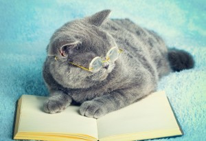 A blue british cat is wearing glasses lying on the book